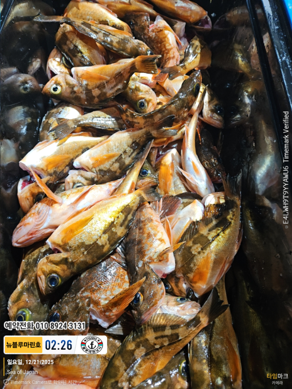 2025-12-21 02.26.12_Japan_(제목-뉴블루마린호)_(예약전화 010 8924 3131).jpg