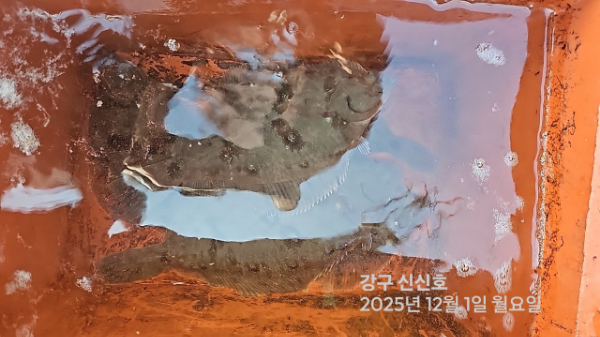 신신낚시 강구점 신신호_사진_20251201_6.jpg