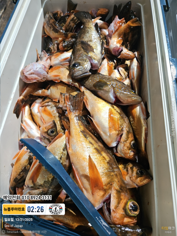 2025-12-21 02.26.02_Japan_(제목-뉴블루마린호)_(예약전화 010 8924 3131).jpg