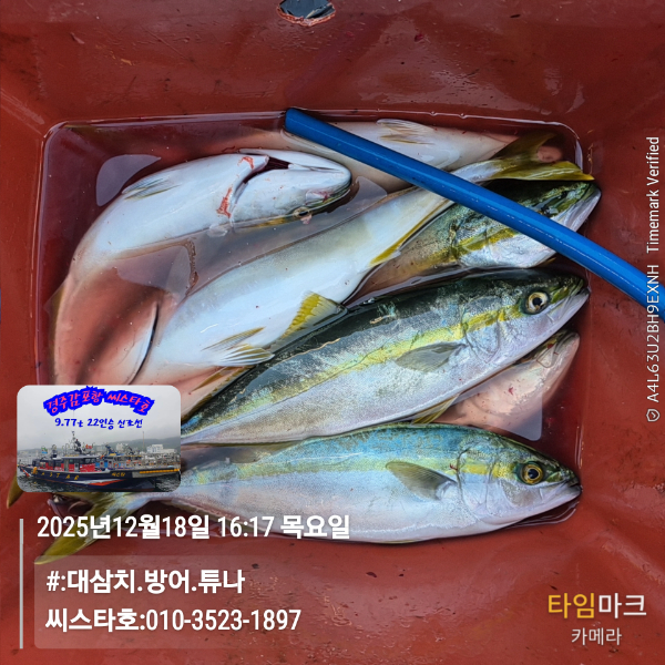 2025-12-18 16.17.29__(#-대삼치.방어.튜나)_(씨스타호-010-3523-1897).jpg