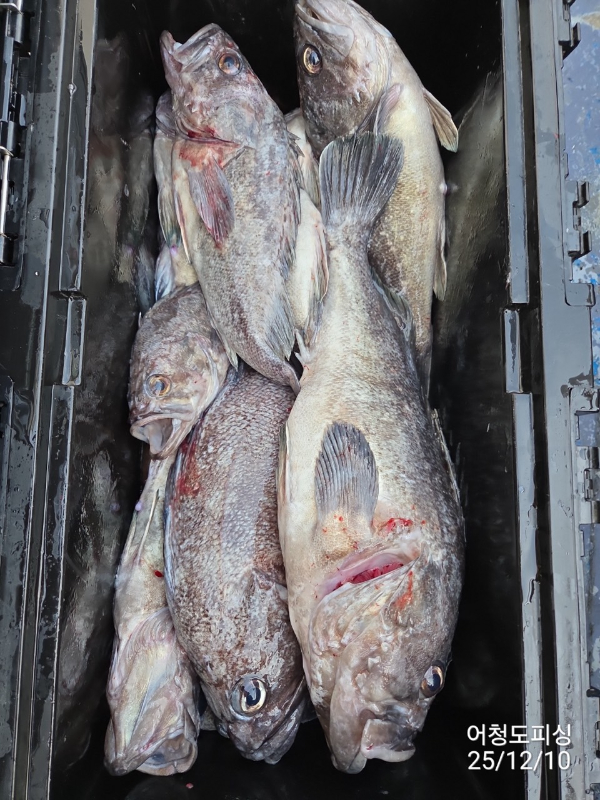 최강피싱 063.463.0800_사진_20251211_38.jpg