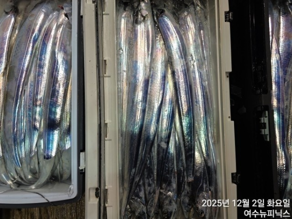 12월5일갈치 (1).jpg