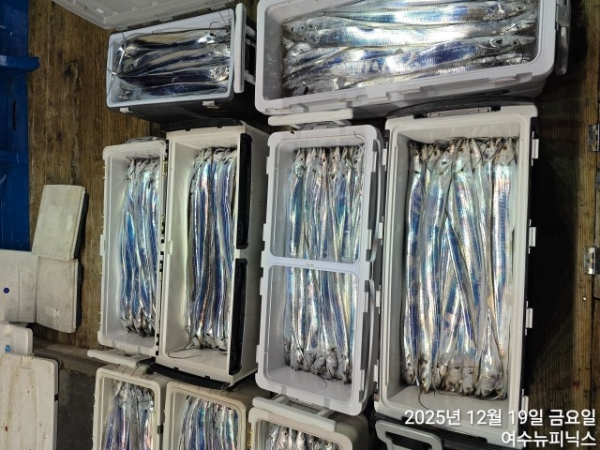 12월19일갈치 (4).jpg