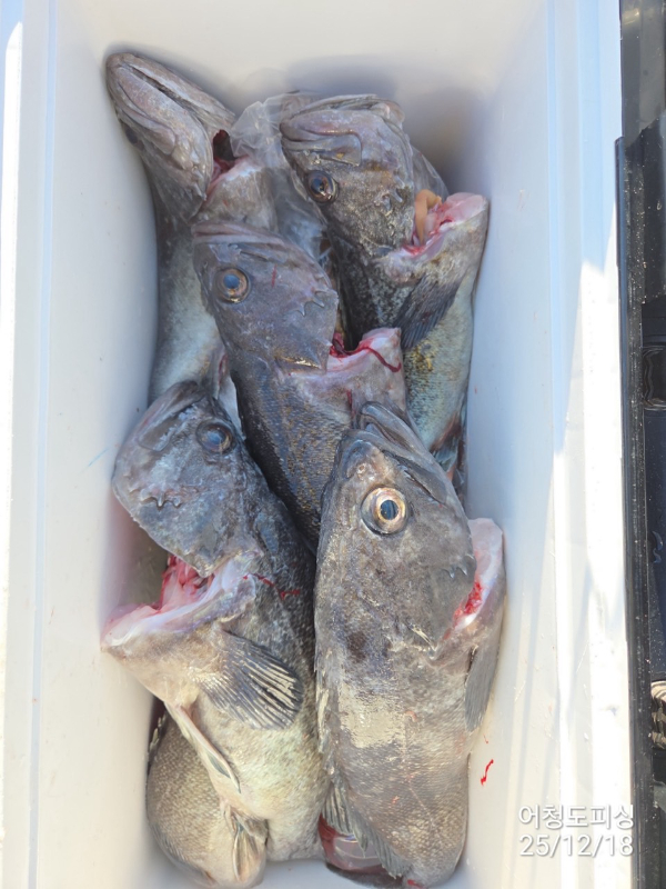 최강피싱 063.463.0800_사진_20251219_50.jpg