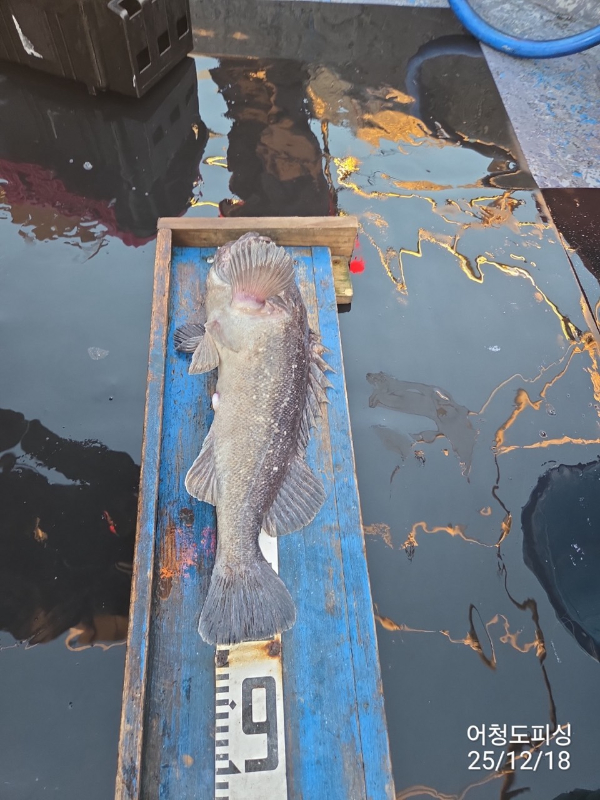 최강피싱 063.463.0800_사진_20251219_10.jpg