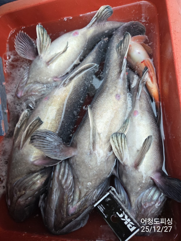 최강피싱 063.463.0800_사진_20251227_19.jpg