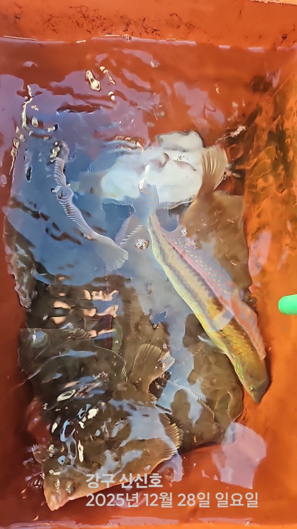 신신낚시 강구점 신신호_사진_20251228_3.jpg