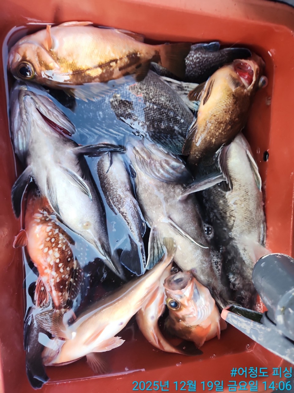 어청도피싱_사진_20251219_18.jpg