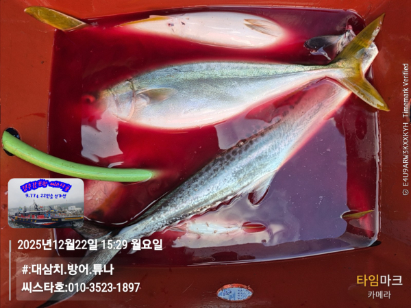2025-12-22 15.29.50__(#-대삼치.방어.튜나)_(씨스타호-010-3523-1897).jpg