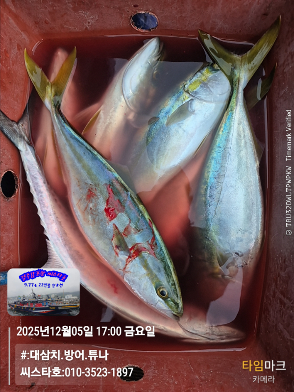2025-12-05 17.00.15__(#-대삼치.방어.튜나)_(씨스타호-010-3523-1897).jpg