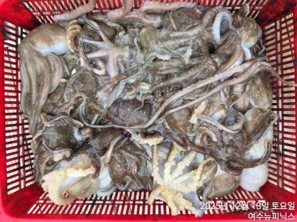 13일왕쭈꾸미.낙지 (7).jpg