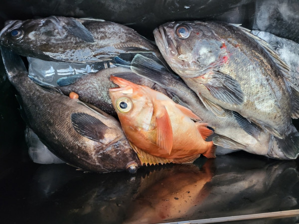 군산 선상낚시, 바다낚시 출조 전문 ☆서군산낚시☆_사진_20251228_17.jpg