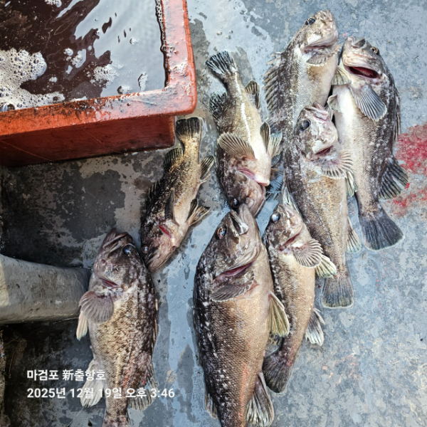 ꫛꫀꪝ✧‧˚ 태안 마검포 新출항호 .• _˚☀₊_사진_20251220_12.jpg