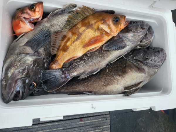 군산 선상낚시, 바다낚시 출조 전문 ☆서군산낚시☆_사진_20251220_3.jpg