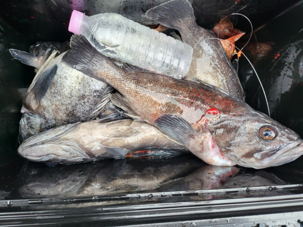 군산 선상낚시, 바다낚시 출조 전문 ☆서군산낚시☆_사진_20251220_2.jpg