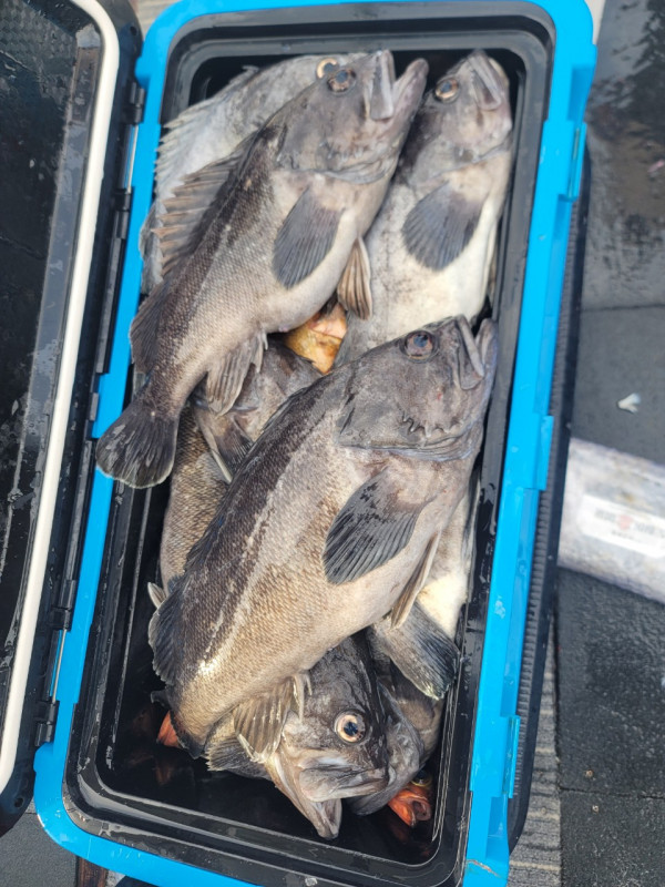 군산 선상낚시, 바다낚시 출조 전문 ☆서군산낚시☆_사진_20251210_8.jpg