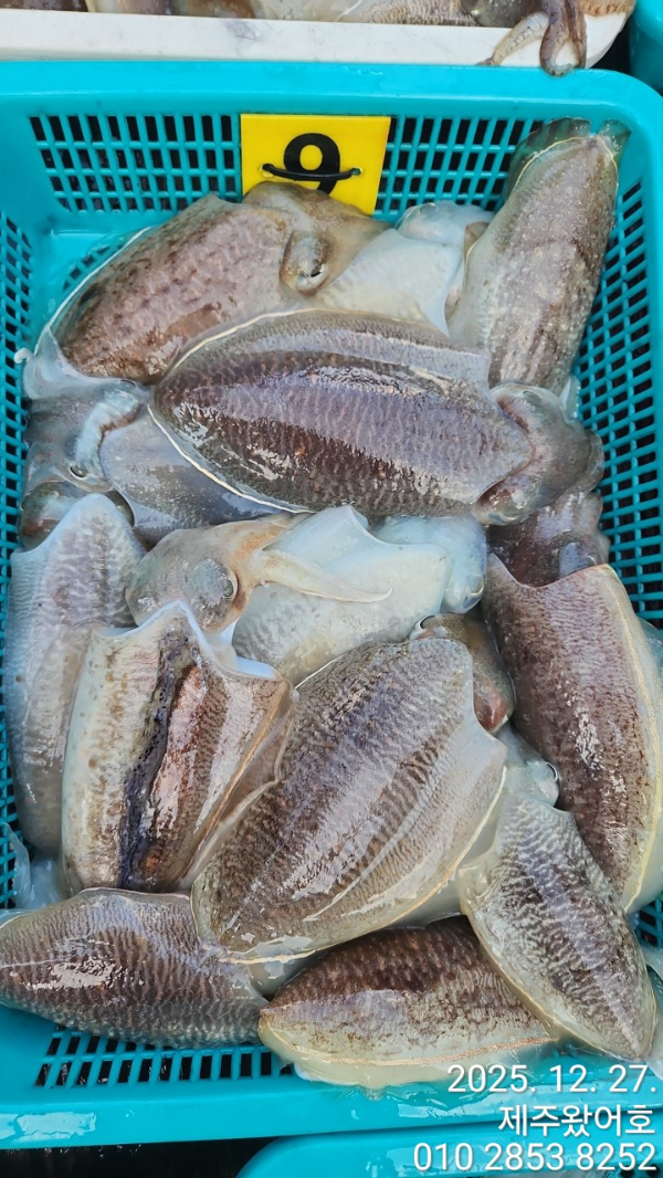 제주왔어호_사진_20251228_10.jpg