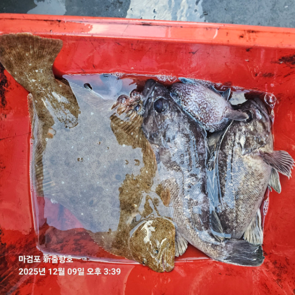 ꫛꫀꪝ✧‧˚ 태안 마검포 新출항호 .• _˚☀₊_사진_20251209_8.jpg