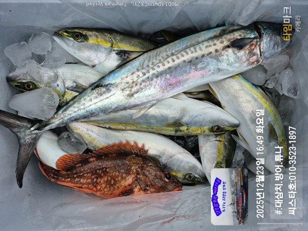 2025-12-23 16.49.07__(#-대삼치.방어.튜나)_(씨스타호-010-3523-1897).jpg