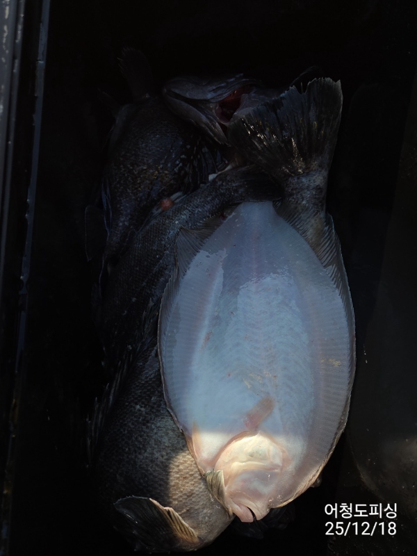 최강피싱 063.463.0800_사진_20251219_49.jpg