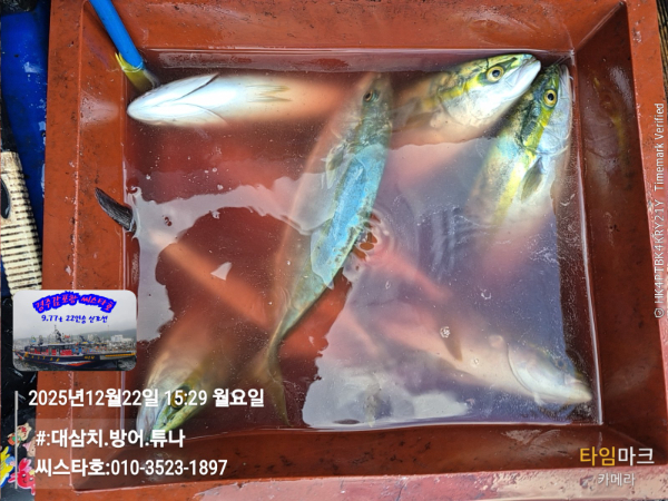 2025-12-22 15.29.59__(#-대삼치.방어.튜나)_(씨스타호-010-3523-1897).jpg