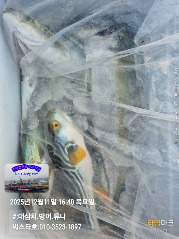 2025-12-11 16.40.21__(#-대삼치.방어.튜나)_(씨스타호-010-3523-1897).jpg