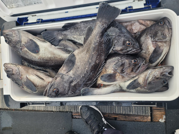 군산 선상낚시, 바다낚시 출조 전문 ☆서군산낚시☆_사진_20251210_4.jpg