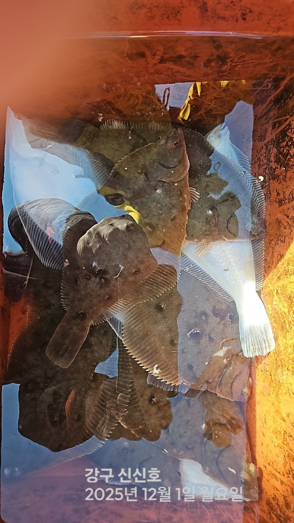 신신낚시 강구점 신신호_사진_20251201_8.jpg