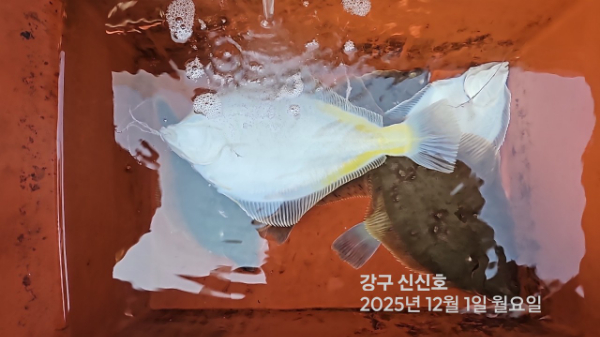신신낚시 강구점 신신호_사진_20251201_9.jpg