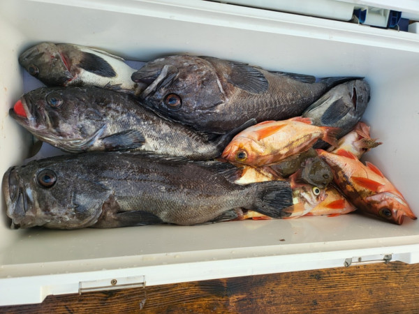 군산 선상낚시, 바다낚시 출조 전문 ☆서군산낚시☆_사진_20251228_19.jpg