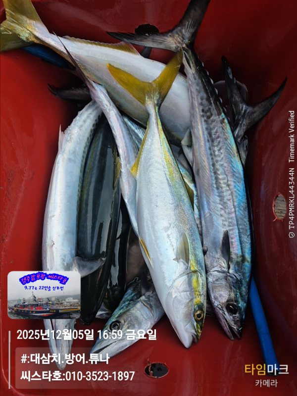 2025-12-05 16.59.39__(#-대삼치.방어.튜나)_(씨스타호-010-3523-1897).jpg