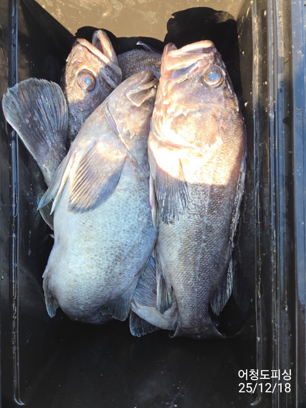 최강피싱 063.463.0800_사진_20251219_54.jpg