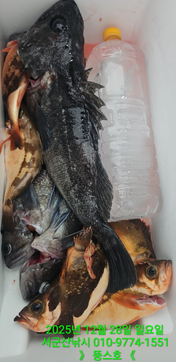 군산 선상낚시, 바다낚시 출조 전문 ☆서군산낚시☆_사진_20251228_12.jpg