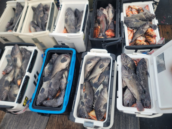 군산 선상낚시, 바다낚시 출조 전문 ☆서군산낚시☆_사진_20251210_3.jpg