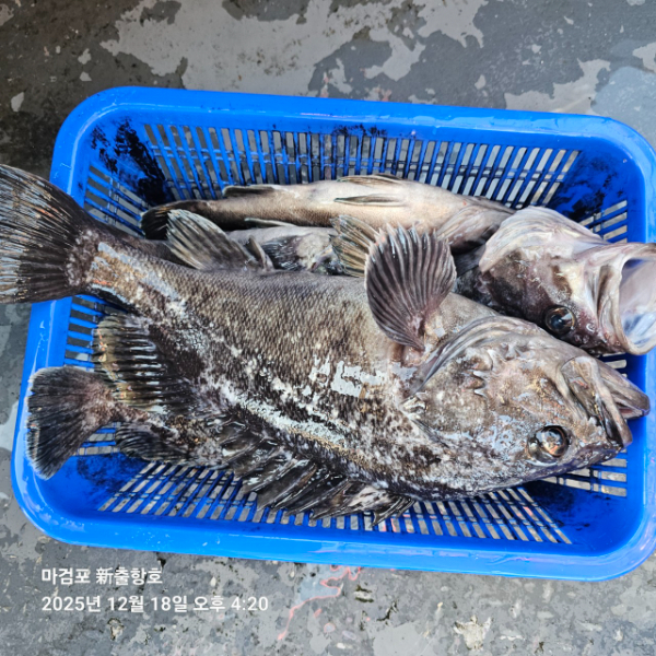 ꫛꫀꪝ✧‧˚ 태안 마검포 新출항호 .• _˚☀₊_사진_20251220_7.jpg