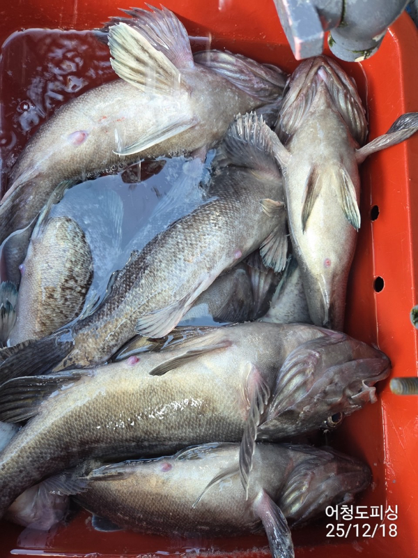 최강피싱 063.463.0800_사진_20251219_38.jpg