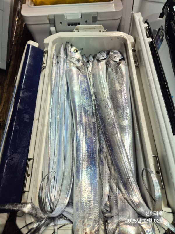 바다꾼낚시(신아라호)_사진_20251202_8.jpg