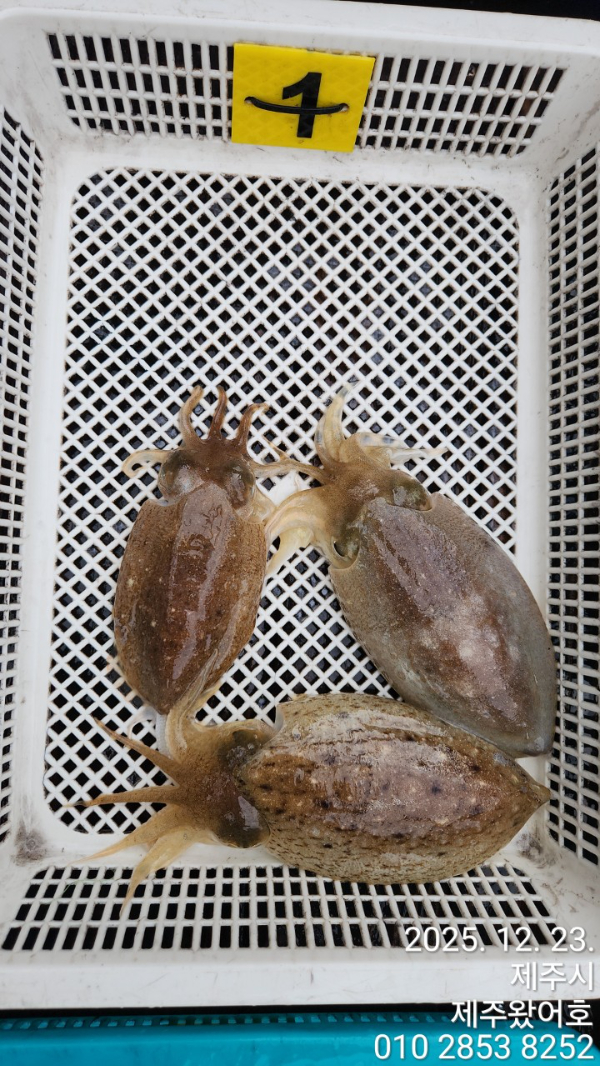 제주왔어호_사진_20251223_16.jpg