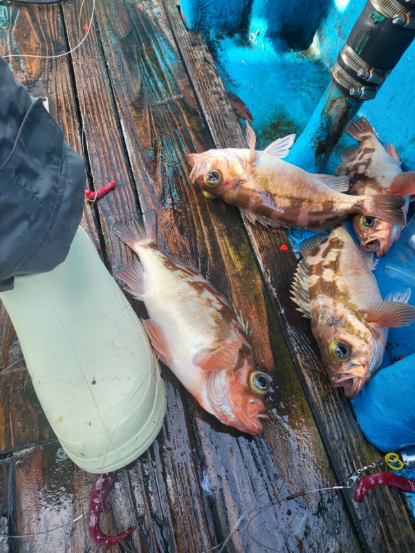 군산 선상낚시, 바다낚시 출조 전문 ☆서군산낚시☆_사진_20251219_6.jpg