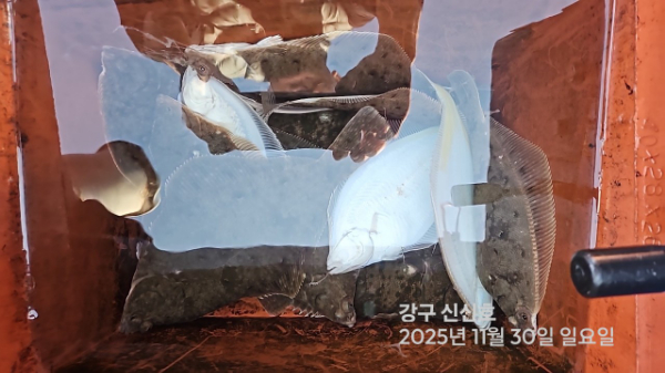 신신낚시 강구점 신신호_사진_20251130_17.jpg