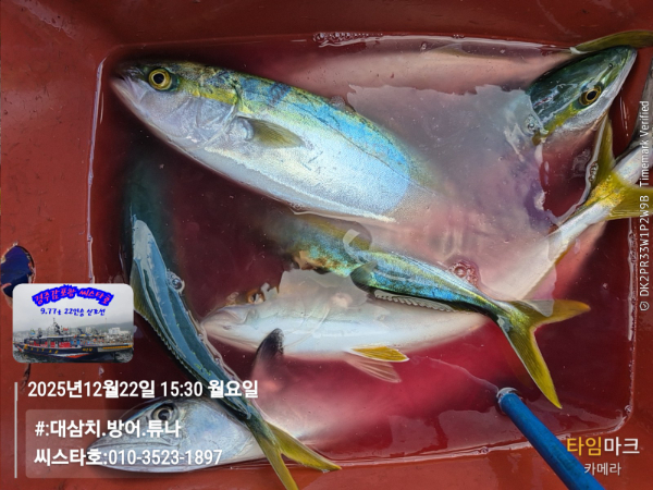 2025-12-22 15.30.37__(#-대삼치.방어.튜나)_(씨스타호-010-3523-1897).jpg