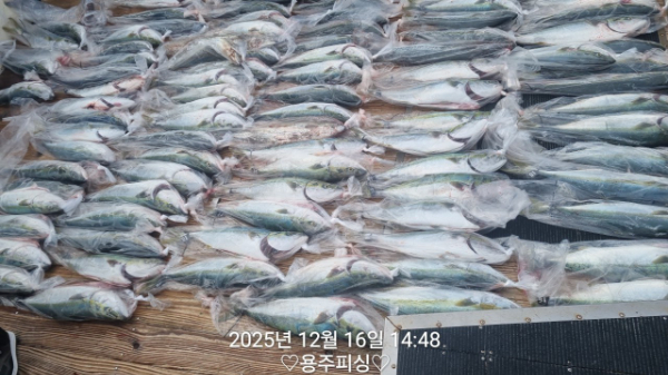 용주피싱_갈치낚시_갑오징어_문어_한치낚시_쭈꾸미_생활낚시_외수질_사진_20251216_4.jpg