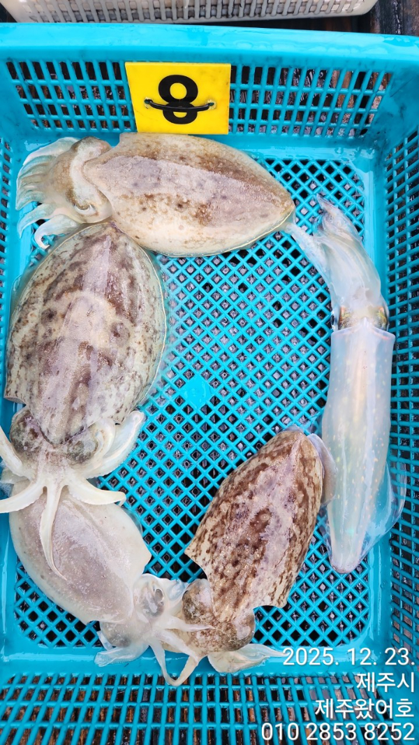 제주왔어호_사진_20251223_14.jpg