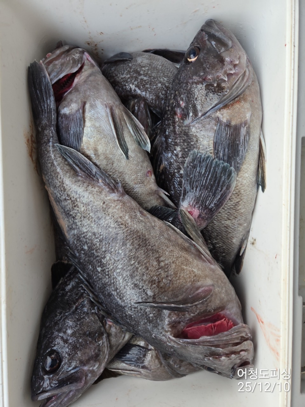 최강피싱 063.463.0800_사진_20251211_36.jpg