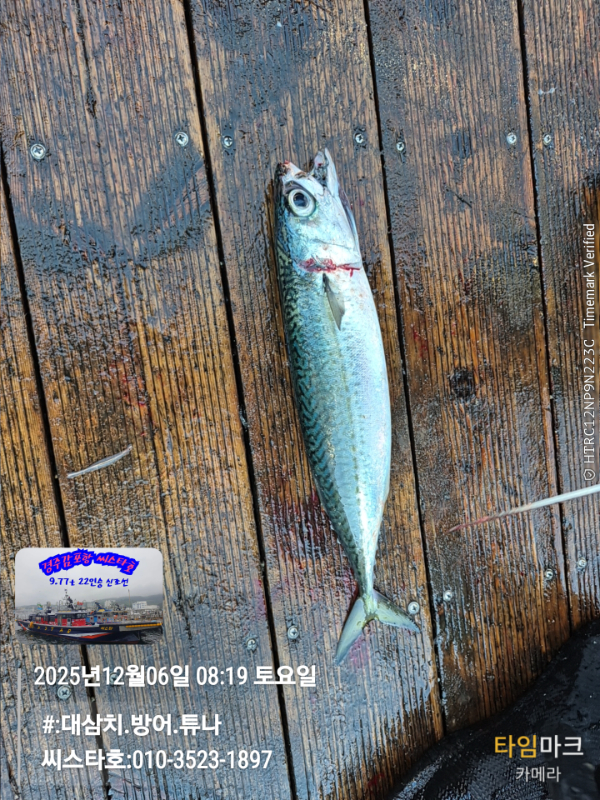 2025-12-06 08.19.11__(#-대삼치.방어.튜나)_(씨스타호-010-3523-1897).jpg