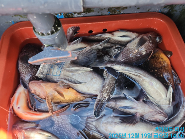 어청도피싱_사진_20251219_15.jpg