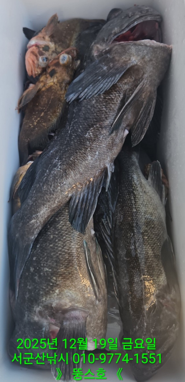 군산 선상낚시, 바다낚시 출조 전문 ☆서군산낚시☆_사진_20251219_10.jpg