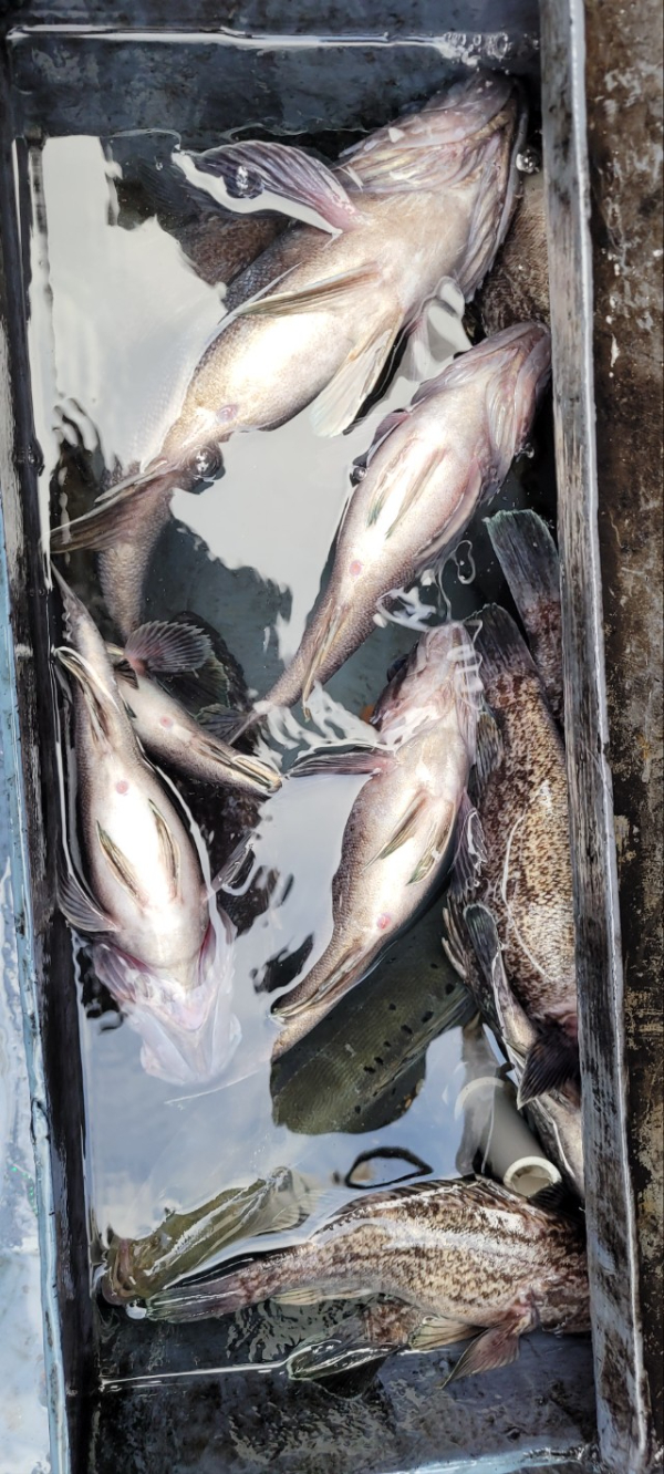 예지퀸호 농어외수질&어초낚시 경기인천권_사진_20251129_10.jpg