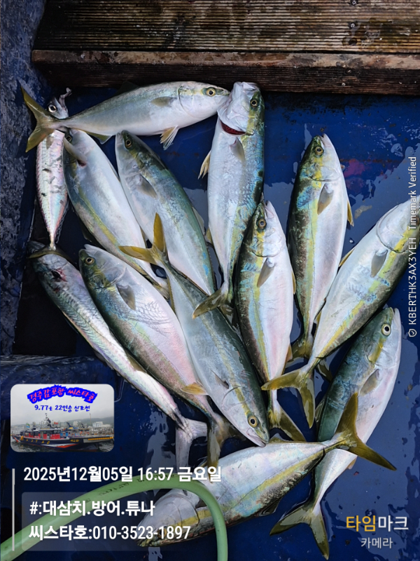 2025-12-05 16.57.51__(#-대삼치.방어.튜나)_(씨스타호-010-3523-1897).jpg