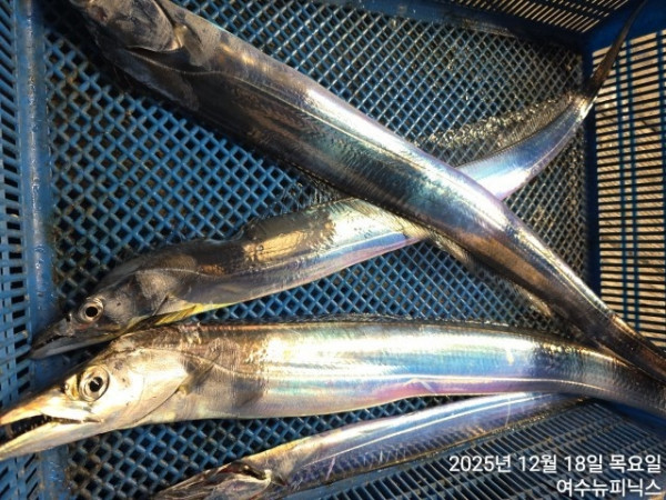 12월18일갈치 (5).jpg